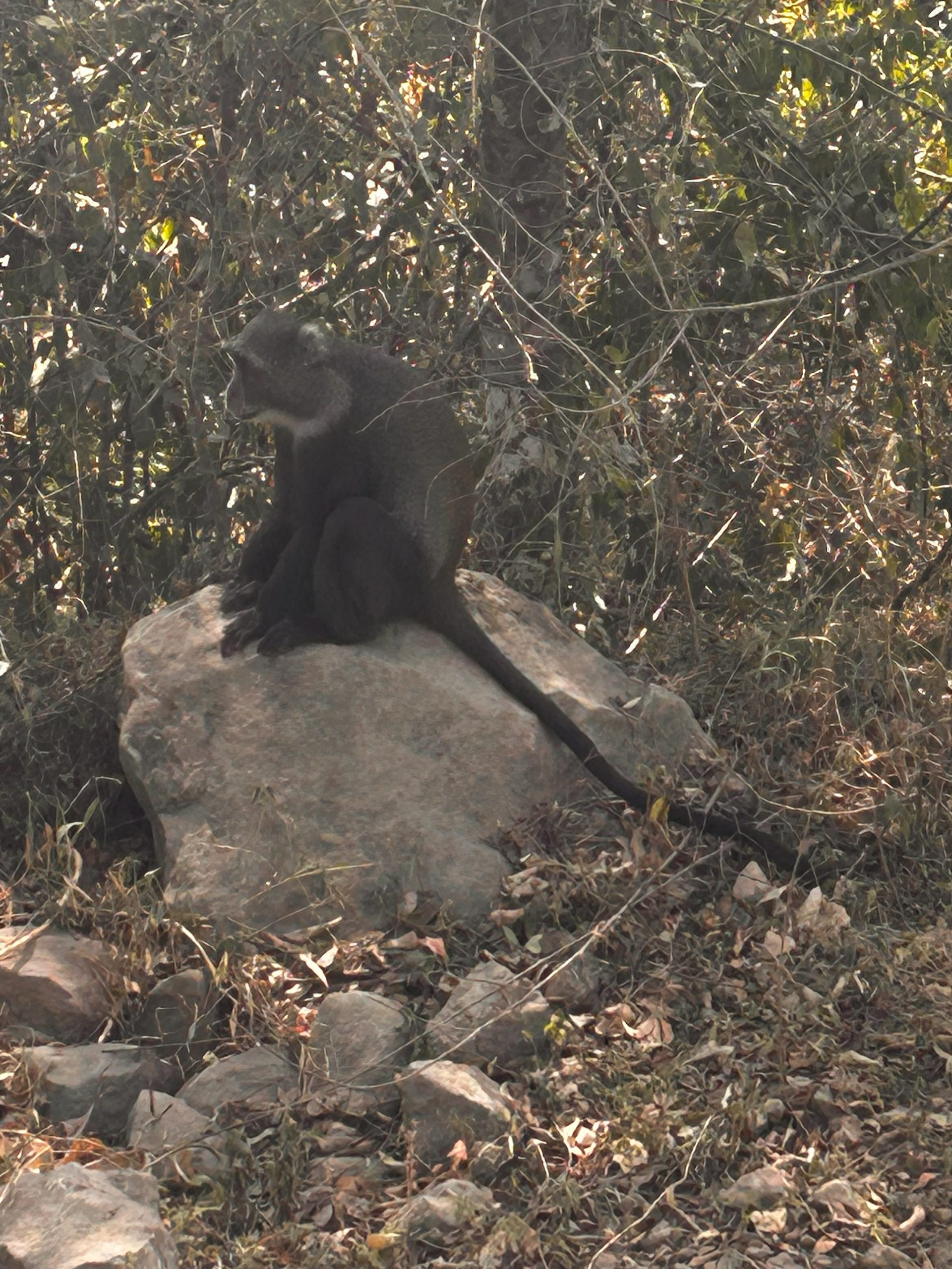 Black-faced monkey perched on a rock in the forest